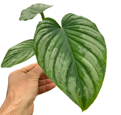 4" Philodendron Mamei